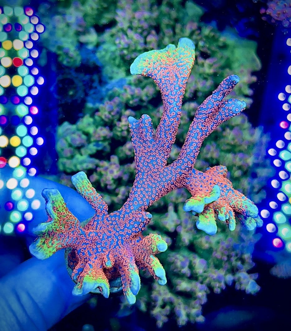 Frag Pack - 6 Corals