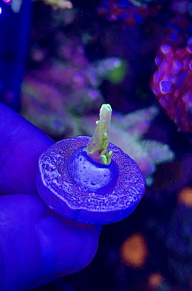 High End Pack (22) - 3 Corals