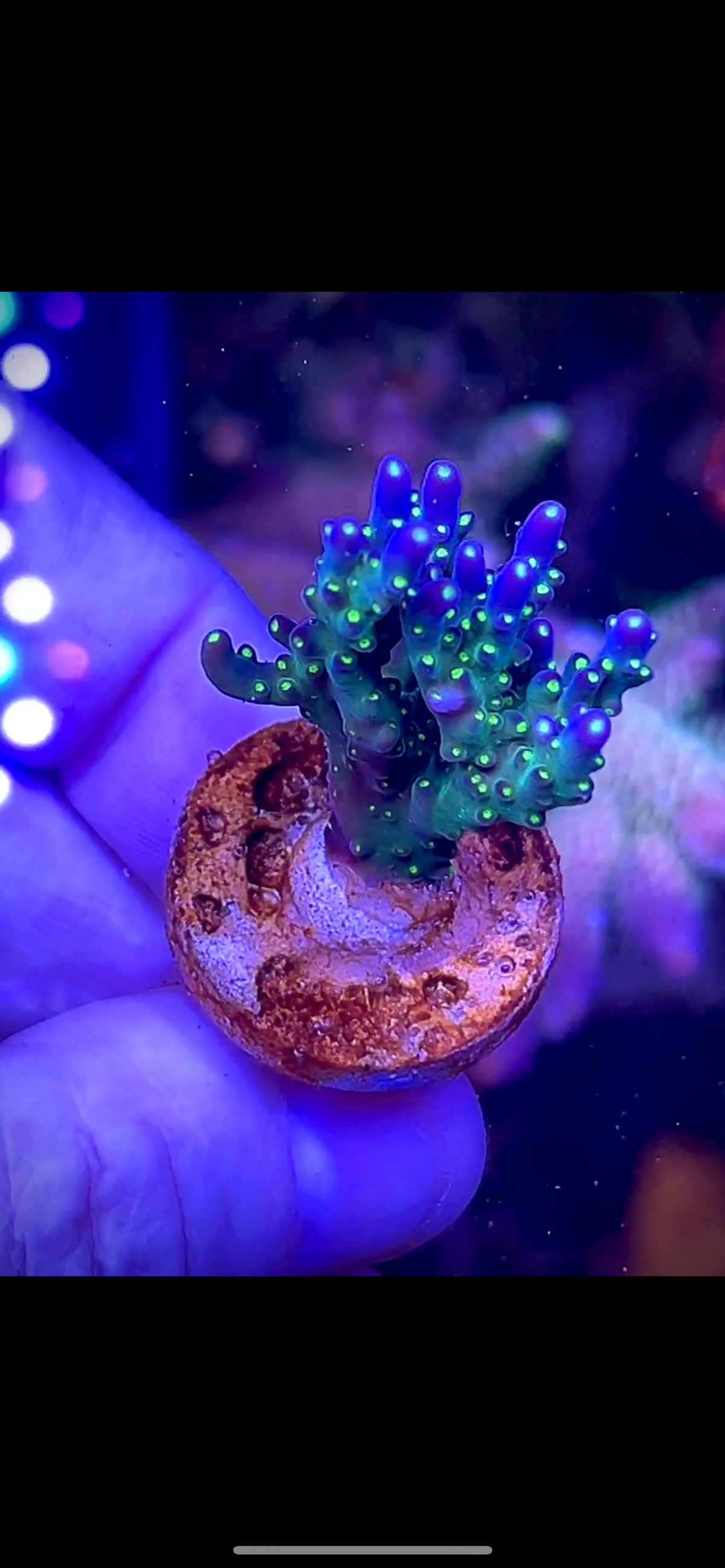 High End Value Pack (9) - 5 Corals