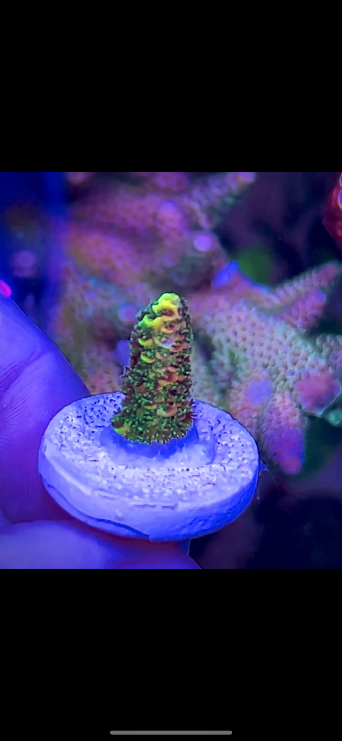 High End Value Pack (9) - 5 Corals