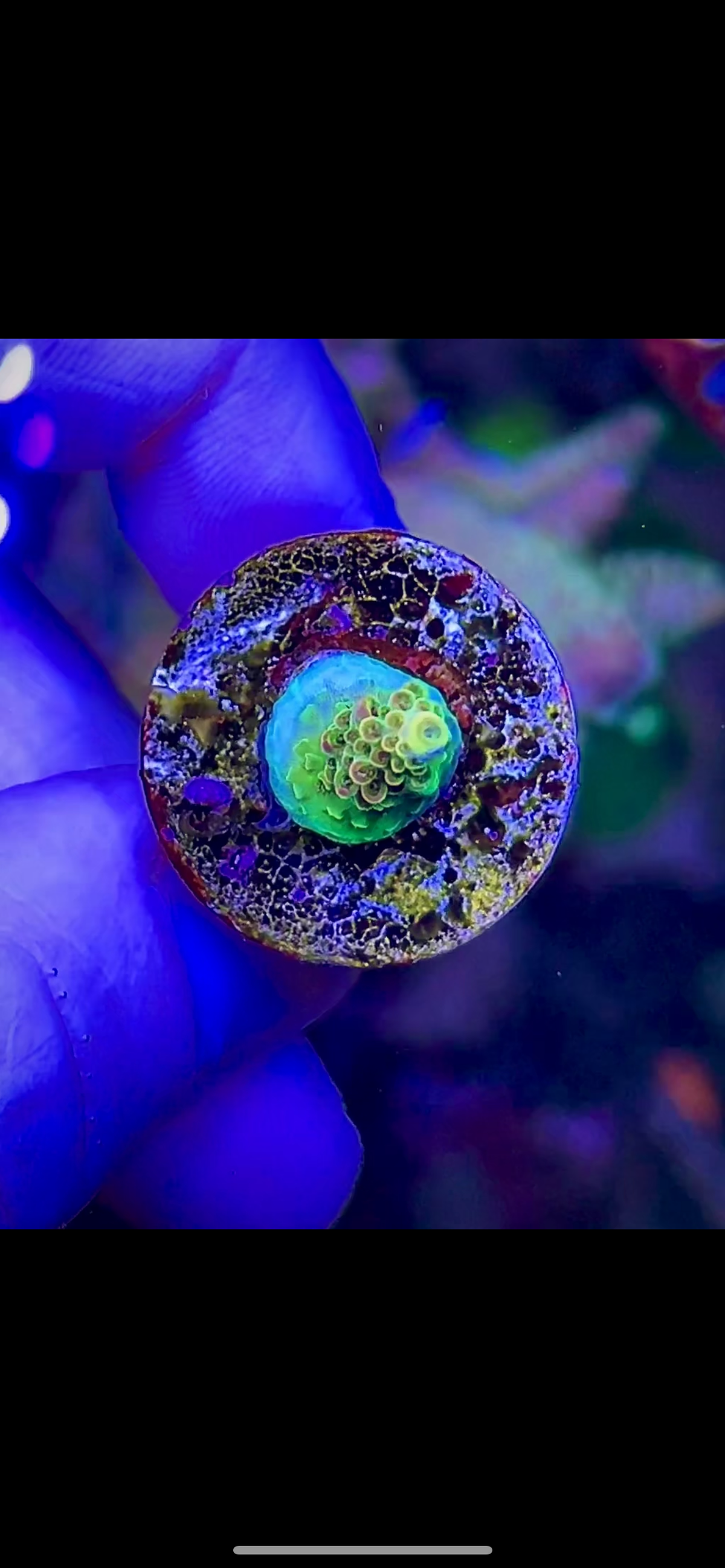 High End Value Pack (9) - 5 Corals