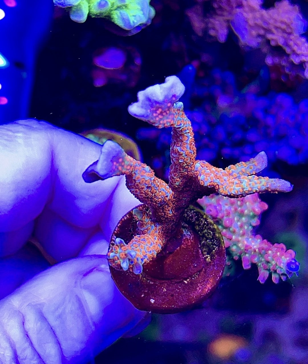 Montipora Digitata (1)