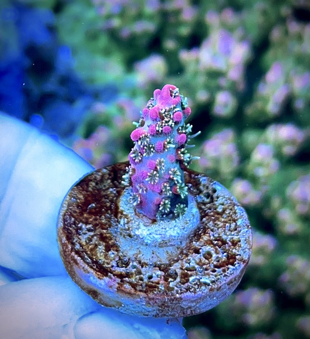 High End Frag Pack - 8 corals