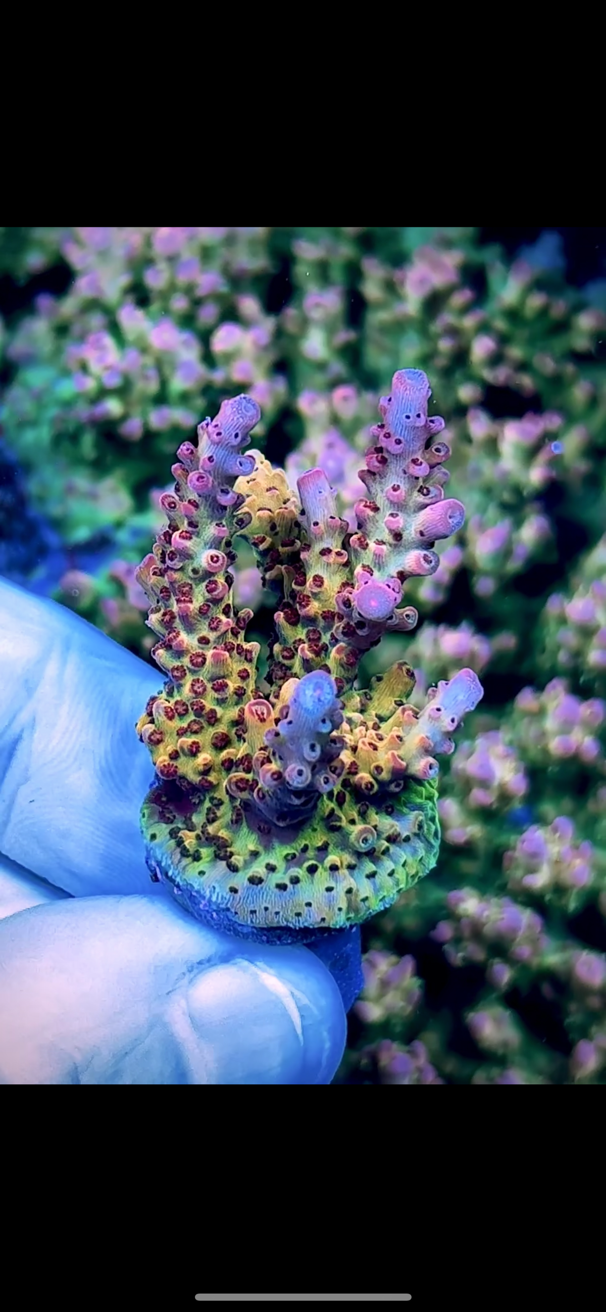 High End Frag Pack - 8 corals