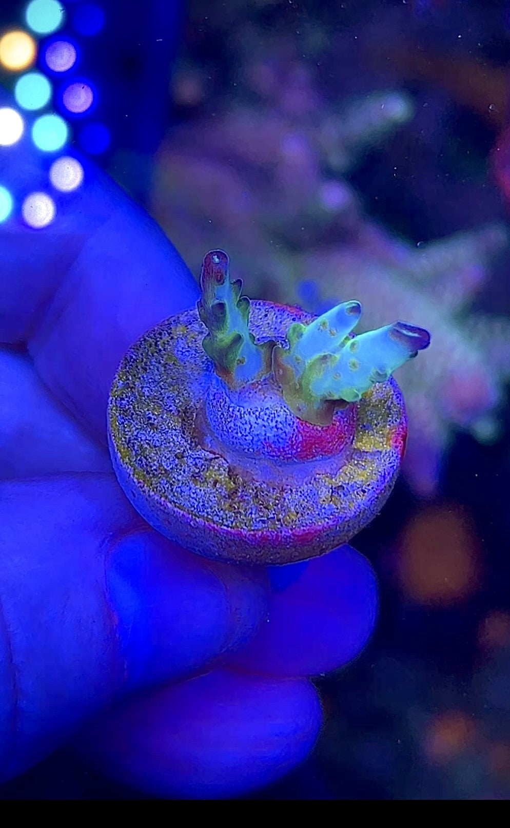 High End Pack (22) - 3 Corals