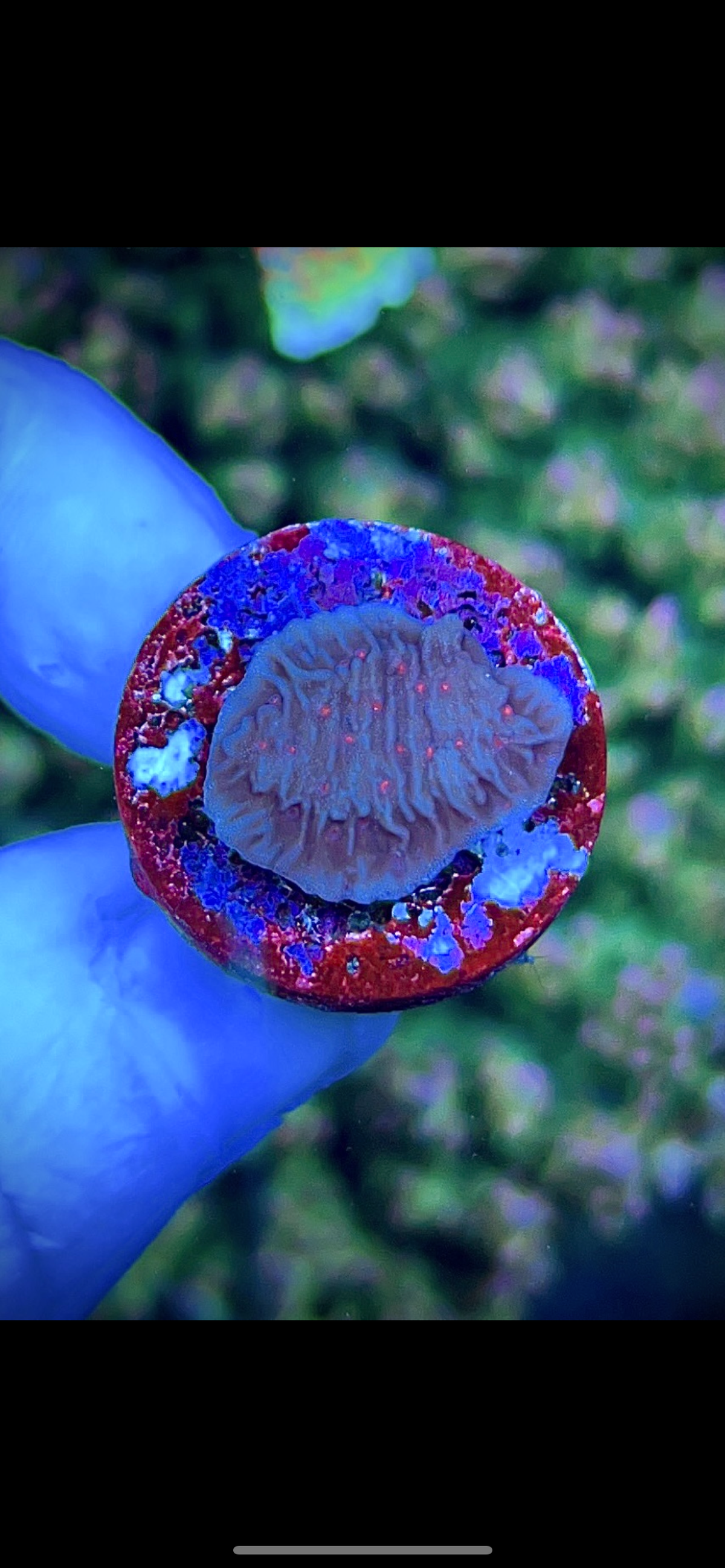 High End Value Pack 13  (4 corals)