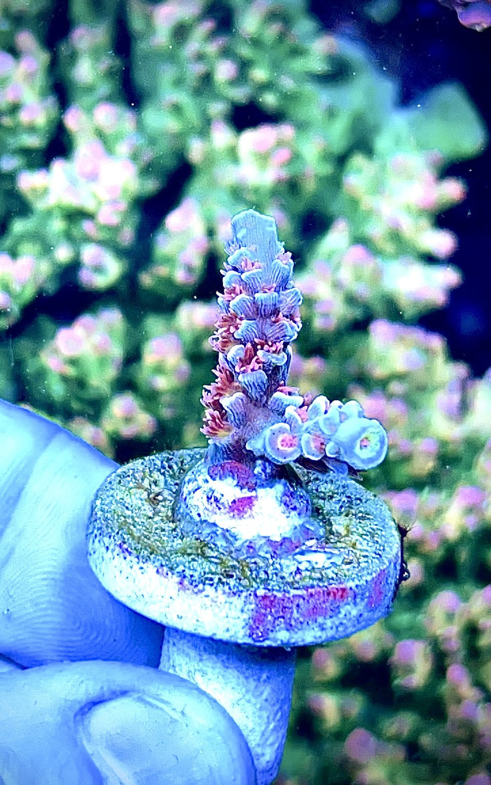 High End Value Pack 1   (4 corals)