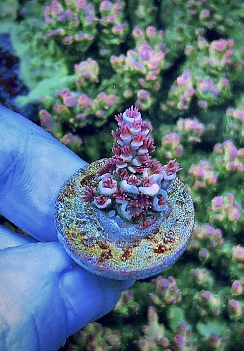 High End Value Pack 4  (4 Corals)