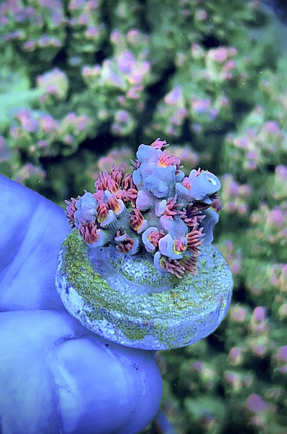 High End Value Pack 5   (4 Corals)