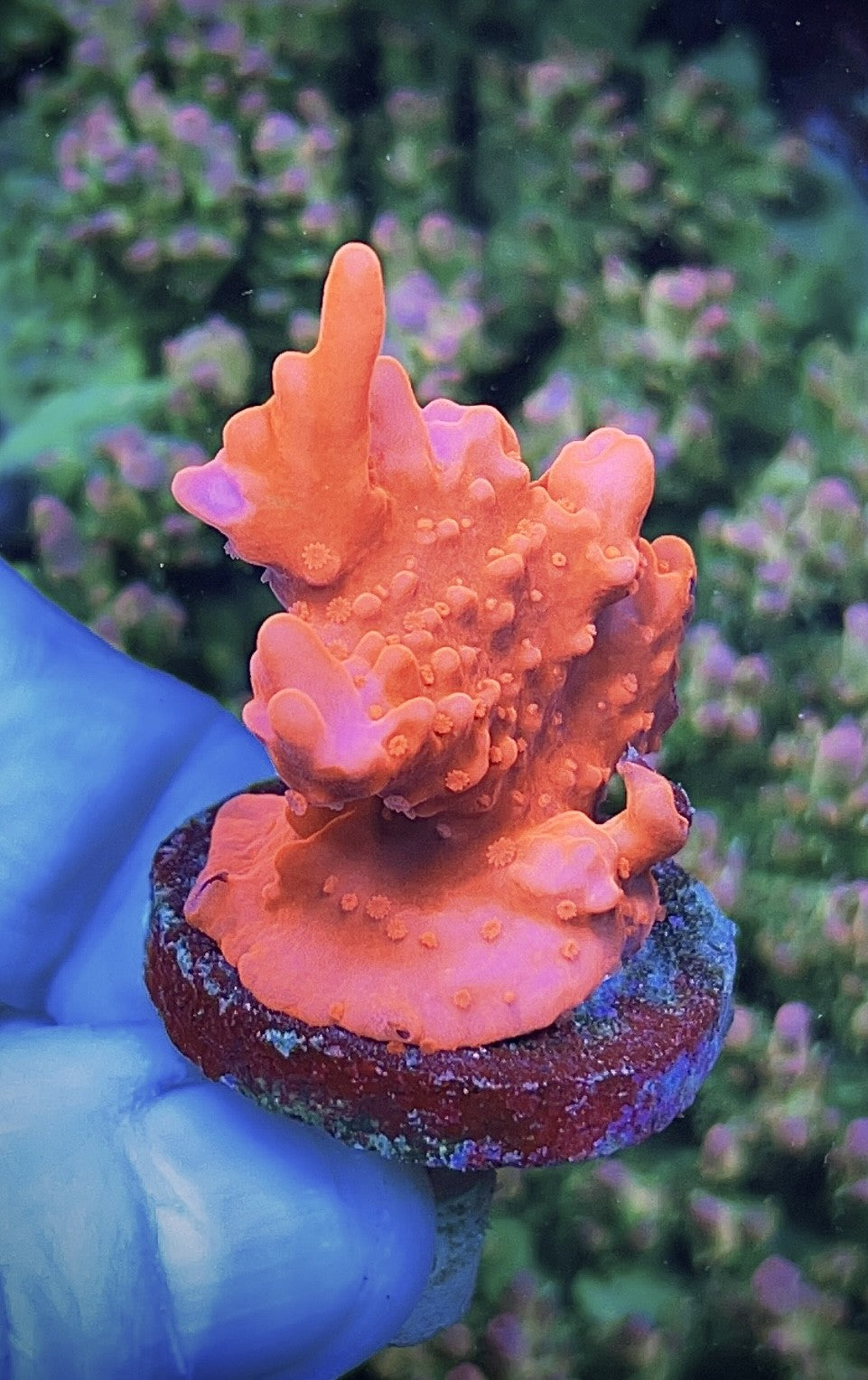 High End Value Pack 5   (4 Corals)