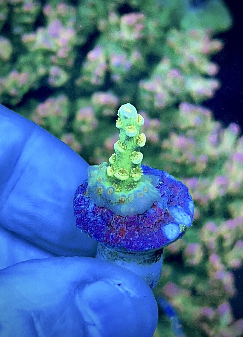 High End Value Pack 7  (3 Corals)