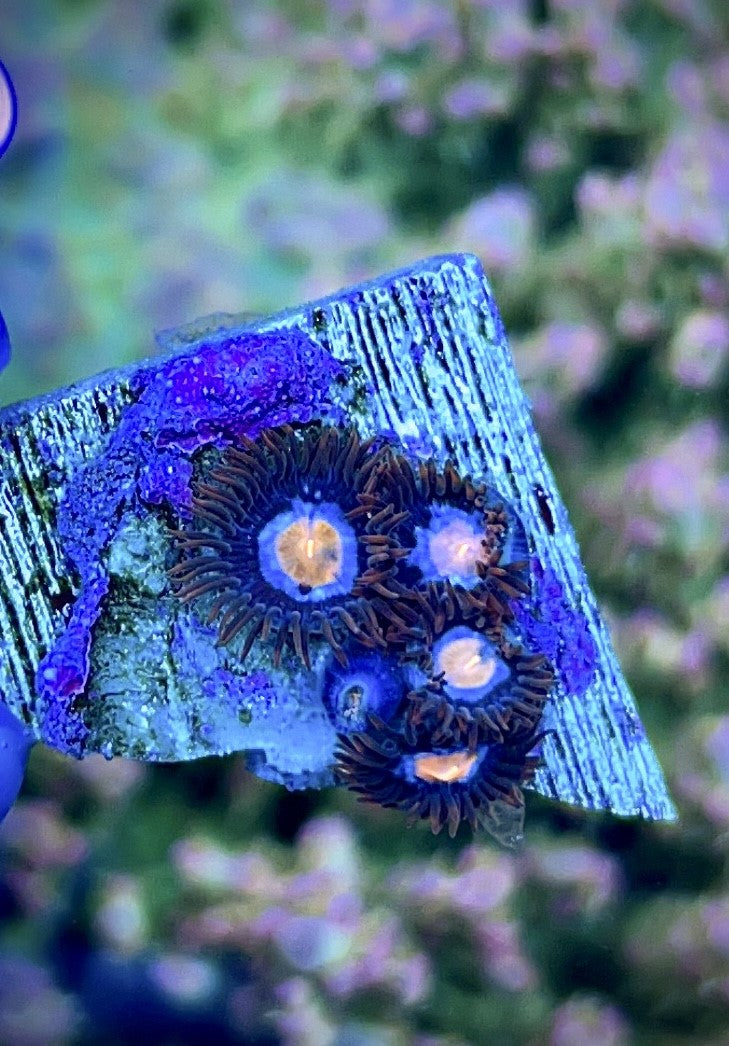 Mystique Zoas (1)