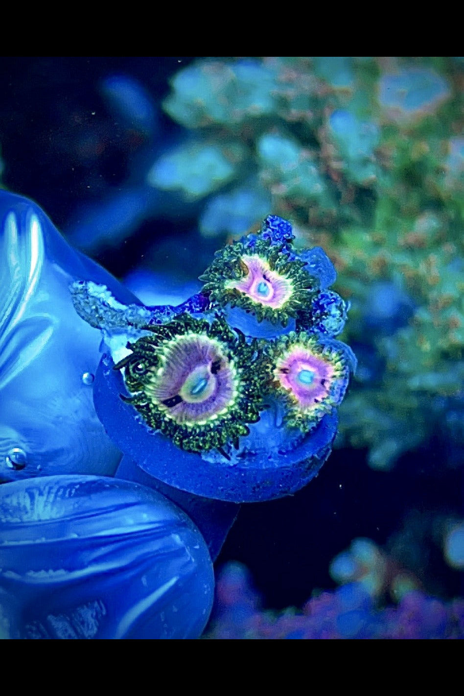 Kamikazi Zoas (1)  4 Polyps